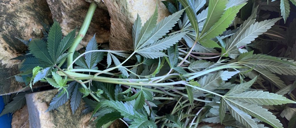 What is cannabis waste